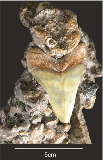 FIGURE 3.  Megaselachus megalodon, small upper tooth, external view.  