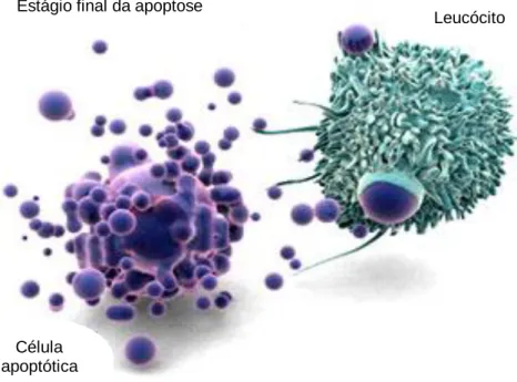 Figura 16. Célula em apoptose (Adaptado de Anónimo, 2013) Estágio final da apoptose 