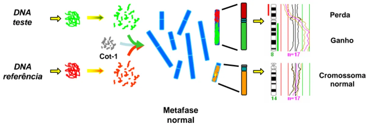 Figura 11 – Representação esquemática da análise por CGH. O DNA tumoral (verde) e normal  (vermelho) hibridam numa metafase normal