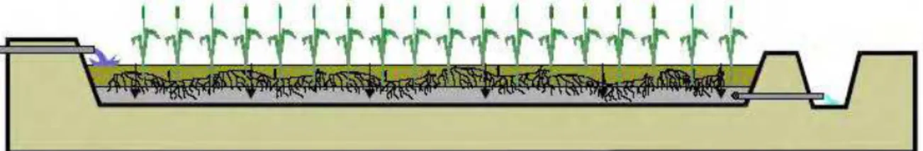 Figura 4. Desenho esquemático de um sistema de alagados construídos utilizando plantas  emergentes com fluxo vertical