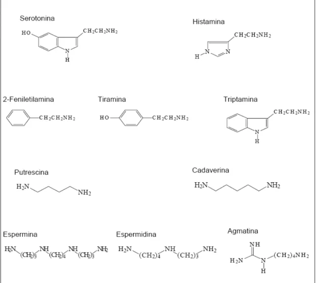 Figura 1 - Estrutura química das aminas bioativas. 