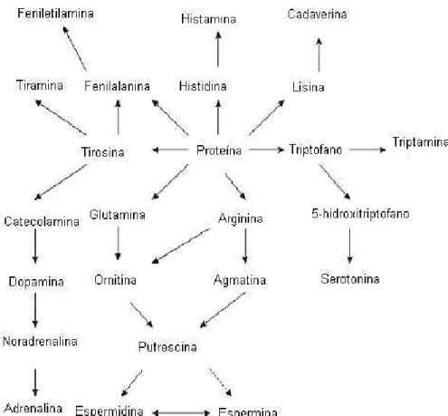 Figura 2 - Síntese de aminas a partir dos aminoácidos precursores.  Fonte: Adaptado de PEÑA (2006)