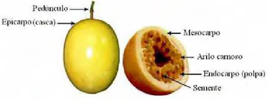 Figura 1. Fruto do maracujá.  Fonte: Balbach e Boarim, 1992. 