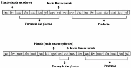 Figura 7. Ciclo de produção do maracujazeiro amarelo, região de Marília, Estado de São  Paulo