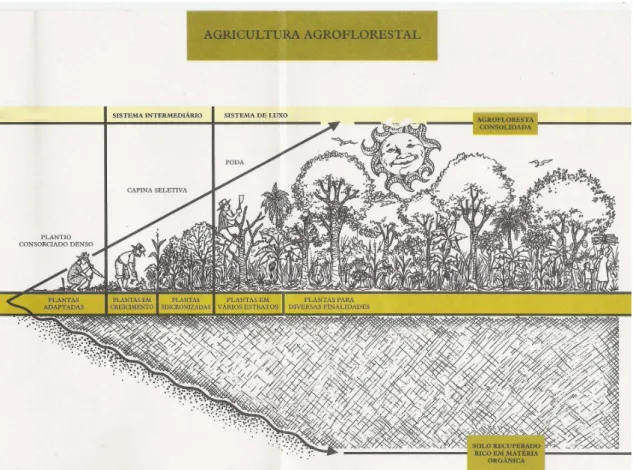 Figura 6: Esquema de uma agrofloresta. 