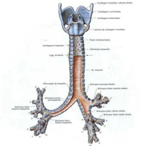 Figura 1 - Traquéia e Brônquios 