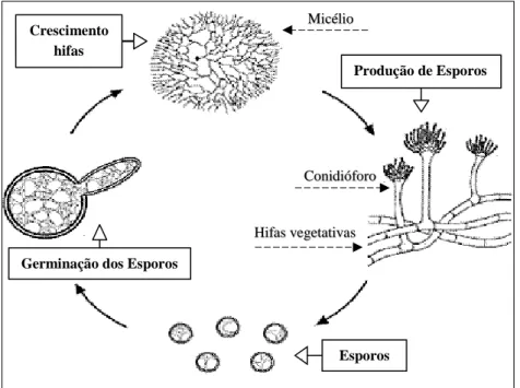 Figura II.1: Ciclo de vida dos fungos filamentosos (adaptado de Guerra et al., 2012). 