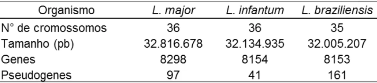 Tabela 1  –  Comparação entre os genomas de L. major, L. infantum e L. braziliensis. 