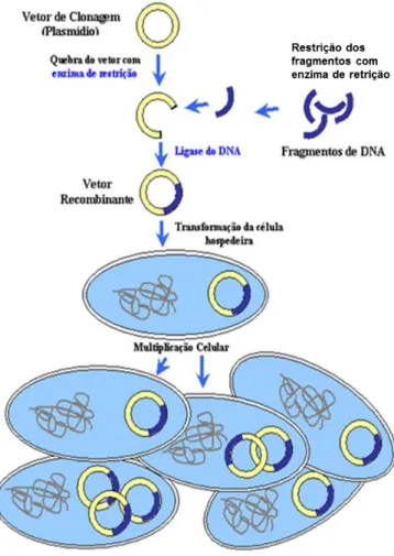 Figura 4 - Desenho esquemático para a construção do DNA recombinante. 