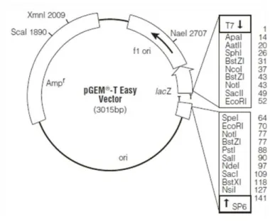 Figura 6 - Mapa do vetor pGEM T easy 