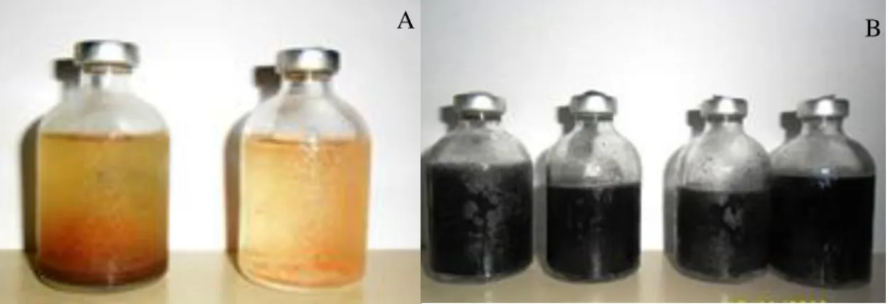 Figura  5.1-  Ensaio  de  adaptação  do  consórcio  bacteriano  ao  cultivo.  (A)  Início  do  cultivo e (B) meio de cultura enegrecido devido à formação de sulfeto ferroso, resultado  do crescimento das culturas