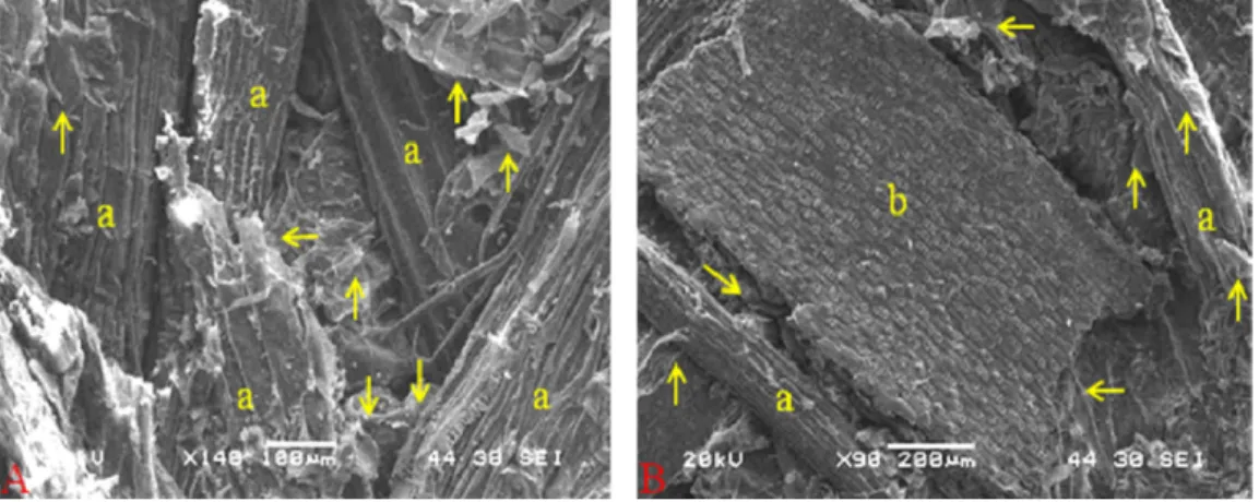 Fig. 3. Photomicrography (SEM) of the superior face of the panel T1 enlarged 140× (A) and 90× (B).