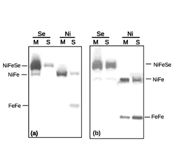 Figure 2 1  2  3  4  5  6  7  8  9  10  11  12  13  14  15  16  M S M SSeNiMSMSSeNi(a)MSMSSeNiMSMSSeNiMSMSSeNi(a)MSMSSeNi(a)(b) FeFe NiFeSeNiFeFeFeNiFeSeNiFeMSMSSeNiMSMSSeNi(a)MSMSSeNiMSMSSeNiMSMSSeNi(a)MSMSSeNi(a)(b)FeFeNiFeSeNiFeFeFeNiFeSeNiFe