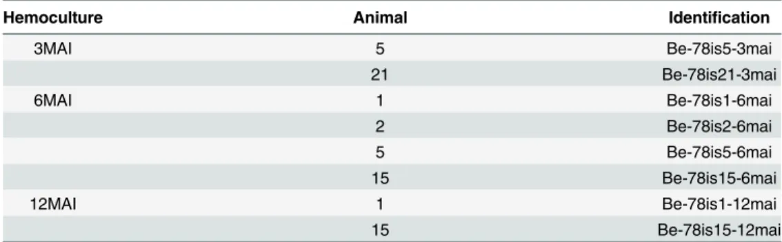 Table 1. Hemocultures. Repartition of the positive hemocultures from blood samples collected from mice infected with Berenice-78 T