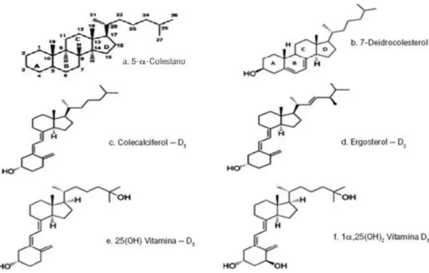 Figura 1: Estrutura molecular dos principais componentes do grupo vitamina D  (Fonte: Castro, 2011) 