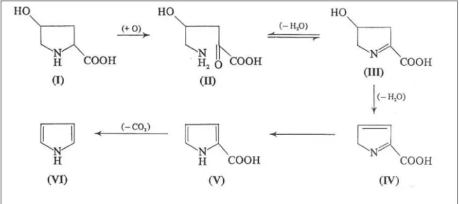 Figura 1 – Mecanismo proposto para oxidação da hidroxiprolina a pirrol 