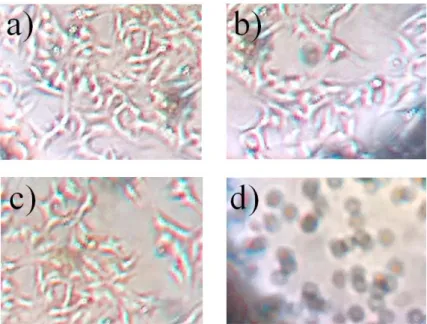 Figure 10. Cell morphologies before and after the treatment: (a) before trea-  tment; (b) after exposure ozonation by-products; (c) after exposure  chlorina-tion by-products and (d) after exposure positive control
