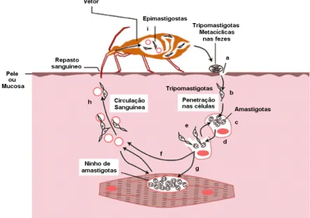 Figura  1:  Representação  esquemática  do  ciclo  evolutivo  do  T.  cruzi.  (a)  Durante  o  repasto  sanguíneo,  o  inseto  defeca  sobre  a  pele  ou  mucosa