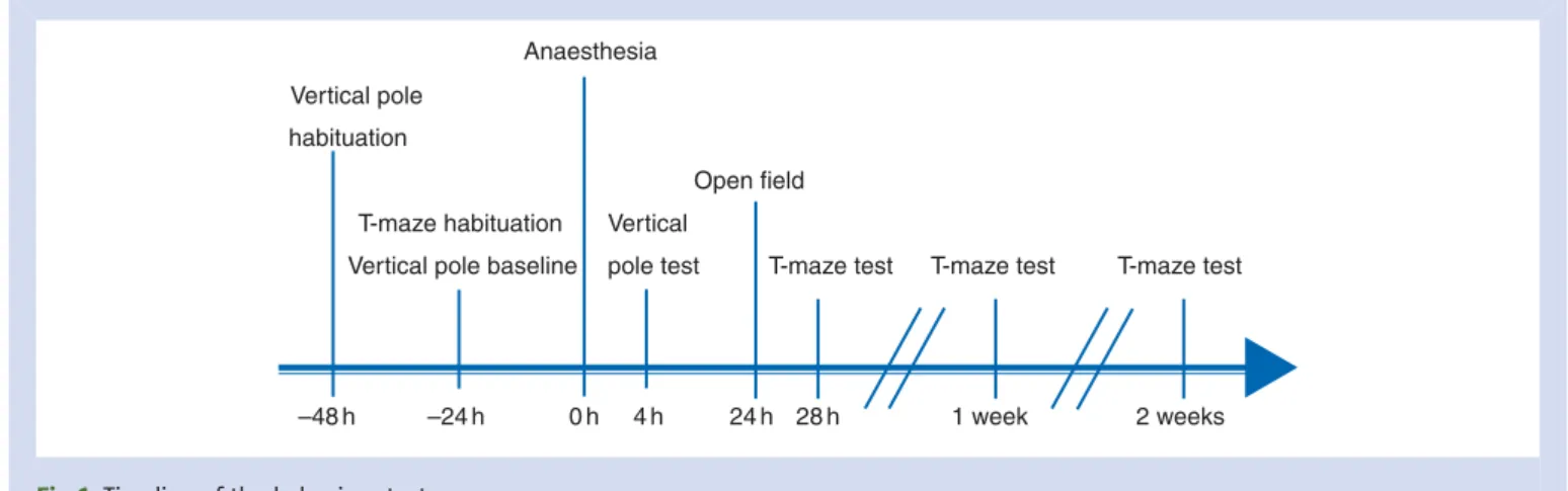 Fig 1 Timeline of the behaviour tests.