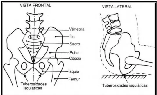 Figura 4 - Estrutura da cintura pélvica, mostrando tuberosidades isquiáticas, responsáveis  pelo suporte do peso corporal na postura sentada 