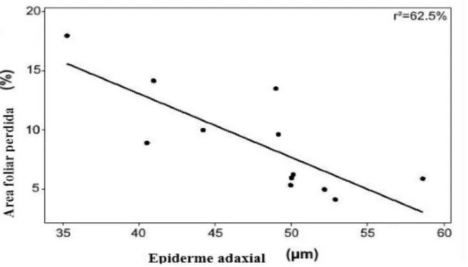 Figura 8: Correlação da perda de área foliar em Clethra scabra com a espessura da epiderme adaxial nas áreas brejosa  e drenada do Parque Estadual do Itacolomi, Minas Gerais.