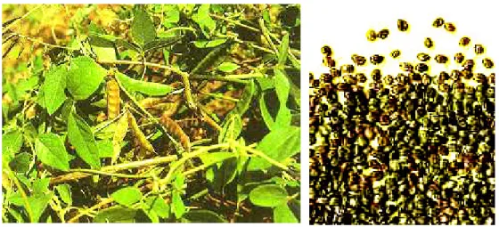 Figura 3: Macrotyloma axillare; à esquerda,  foto da planta adulta e à direita , foto das sementes (FAO -  FOOD AND AGRICULTURE ORGANIZATION OF THE UNITED NATIONS, 2003) 