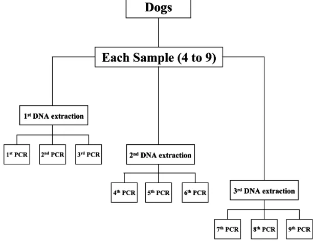 Fig. 1. Methodology used for the serial PCR. For each blood sample processed, up to three DNA extractions were performed