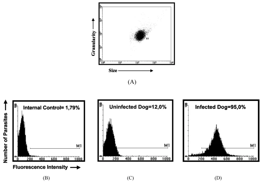 Fig. 2. Analysis of ALTA, by flow citometry. Dot Blot analysis of a representative trypomastigote distribution (R1) based on their size and granularity (A).