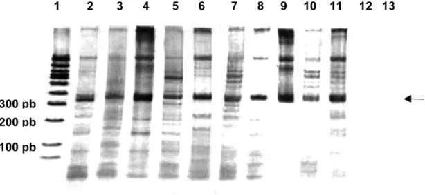 Fig. 3. Representative silver-stained gel showing the specific amplification of 330 – bp fragments (arrow) of kDNA minicircles of T.