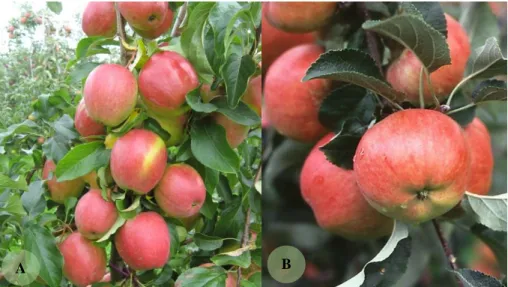Fig. 1.1 Apple cultivars (a) Rewena, (b) Regia 