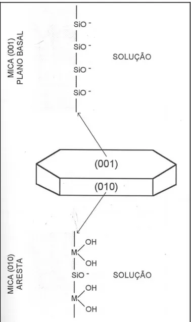 Figura  8  -  Natureza  dos  sítios  ativos  MOH  e  SiO -   existentes  na  superfície  das  micas  segundo  plano  basal  (001)  e  um  dos  possíveis  planos  frontais  (010)  (Leal  Filho, 1999)