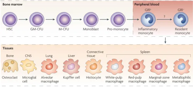 Figure  1.  Monocyte  development  and  heterogeneity.  Monocytes  originate  in  bone  marrow  from  a  common  HSC