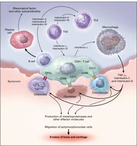 Figure  3.  Cytokine  signaling  pathways  involved  in  inflammatory  arthritis.  Macrophages  and  T  cells,  the  major cellular mediators of inflammation in a RA joint are shown together with the main molecular mechanisms  that trigger the immune dereg
