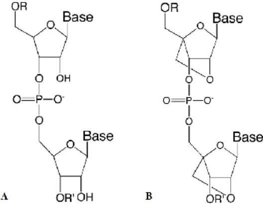 Figure 4. Schematic representations of chemical structures of siRNA (A) and siLNA (B) (adapted from  Corey, 2007)