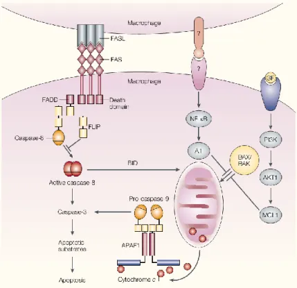 Figure 5. Essential mechanisms to maintain macrophage viability. When FAS and FAS ligand (FASL) are in  contact,  apoptosis  is  prevented  by  the  presence  of  FLIP