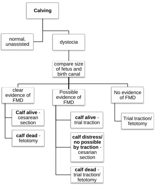 Figure  5  –  Decision-making  guidelines  for  FMD  dystocia  case  treatment  (adapted  from  Jackson,  2004).