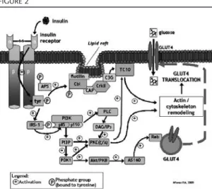 Figure  2  summarizes  the  major  insulin signaling pathways that involve these  sub-strates, leading to GLUT4 translocation and glucose uptake