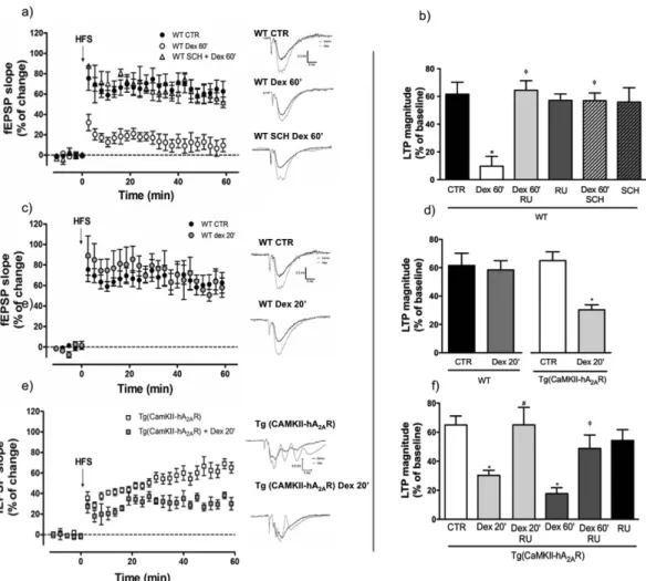Figure 3.  Dexamethasone induced deficits in synaptic plasticity are prevented by adenosine A 2A  receptor  (A 2A R) blockade and exacerbated by A 2A R overexpression