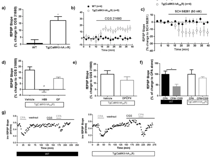 Figure 4.  Overexpression of adenosine A 2A  receptor (A 2A R) induces age-like modifications in adenosine  neuromodulation