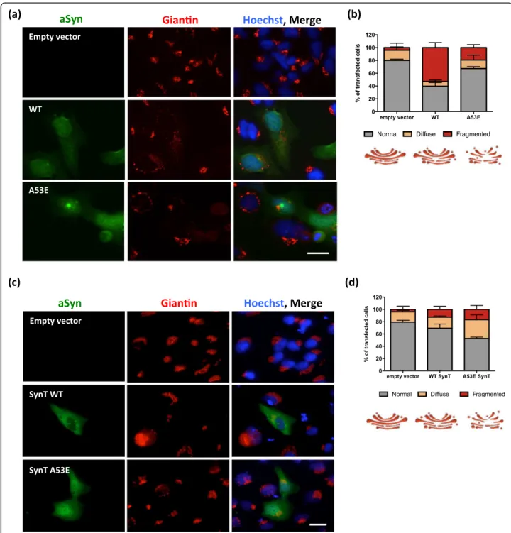 Fig. 5 Golgi morphology in the oligomerization and aggregation models. a-b Representative pictures of transfected cells with the BiFC system.