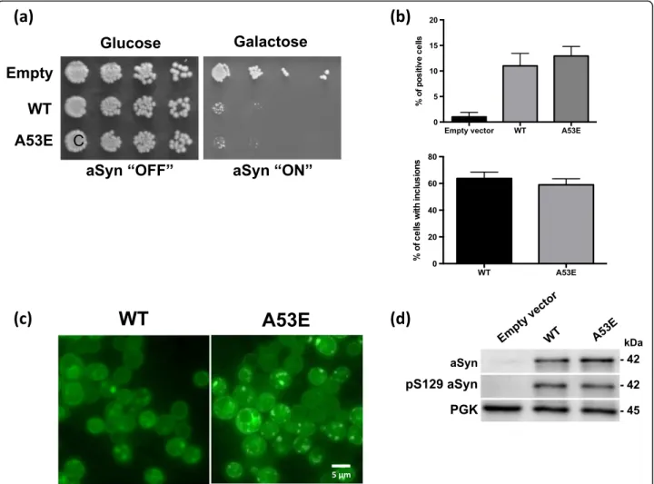 Fig. 6 Phenotypic characterization of yeast cells expressing the A53E aSyn mutant. a Cytotoxicity of WT and A53E aSyn in yeast cells compared to the empty vector, assessed by spotting assay