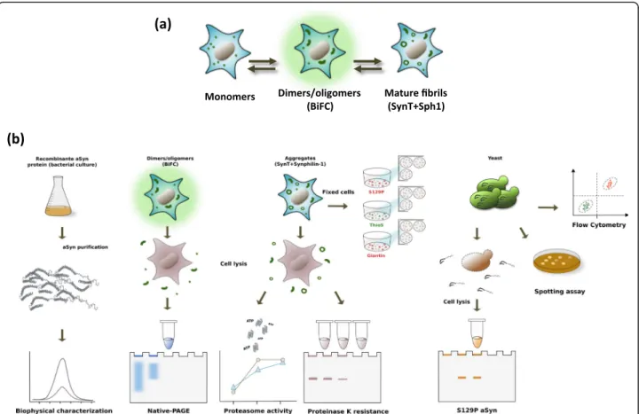 Fig. 1 Aggregation process and study design. a aSyn aggregation process in cell models