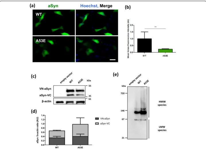 Fig. 3 A53E reduces aSyn oligomerization. a Fluorescent cells, expressing VN-aSyn and aSyn-VC constructs, as a result of the aSyn interaction.