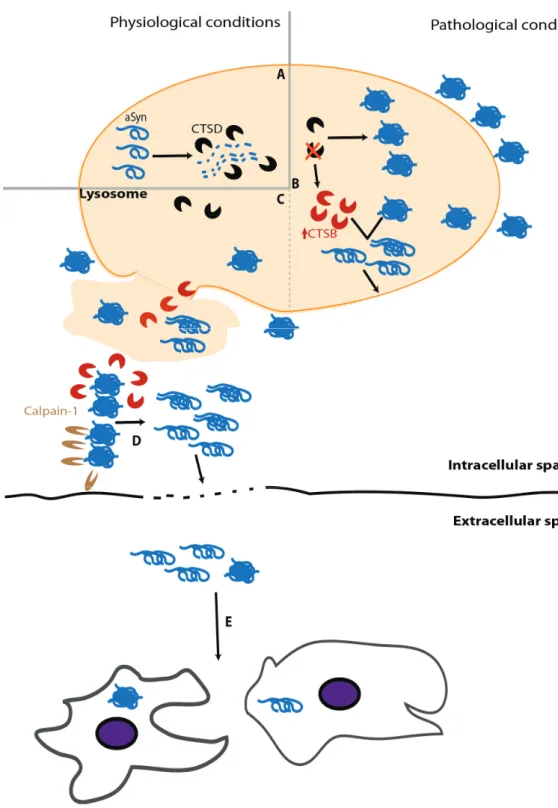 Figure 3. Lysosomal dysfunction can promote the release of miscleaved aggregation-prone   -syn species