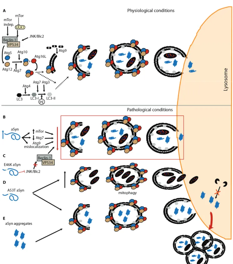 Figure 2. -syn and Macroautophagy. (A) Macroautophagy is composed of fine-tuned  machinery that ensures specific target recognition and cargo delivery to the lysosome;  