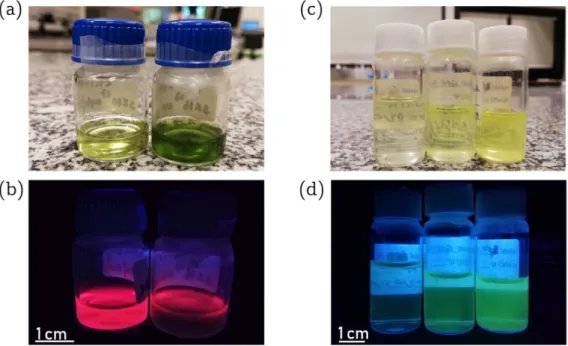 Figure 3.3: Photographs of the chlorophyll and eGFP solutions under (a)(b) white light and (c)(d) UV radiation (365 nm), presented, from left to right, from the lowest to the highest concentration – chl-17 (left) and chl-18 (right) in (a)(b) and GFP-15 (le