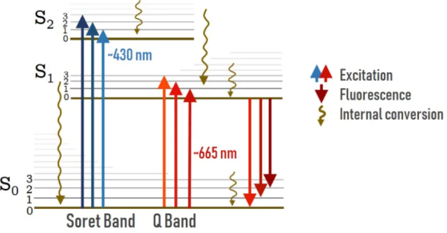 Figure 4.1: Jablonski diagram summarizing the two electronic transitions of chlorophyll a.
