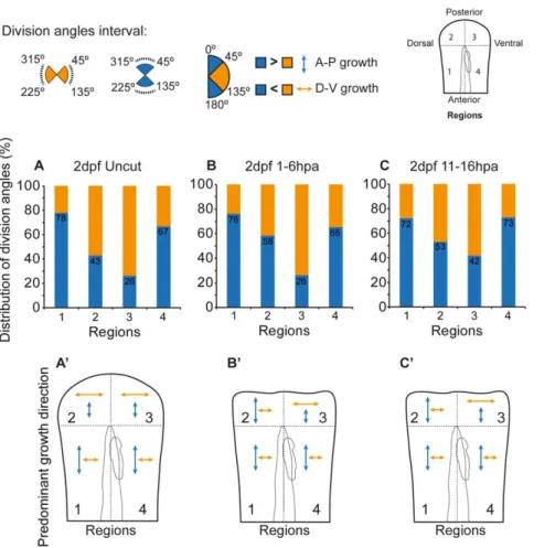 Figure 5. Cell division orientation in the fin fold shows a tendency for randomization predisposition upon amputation