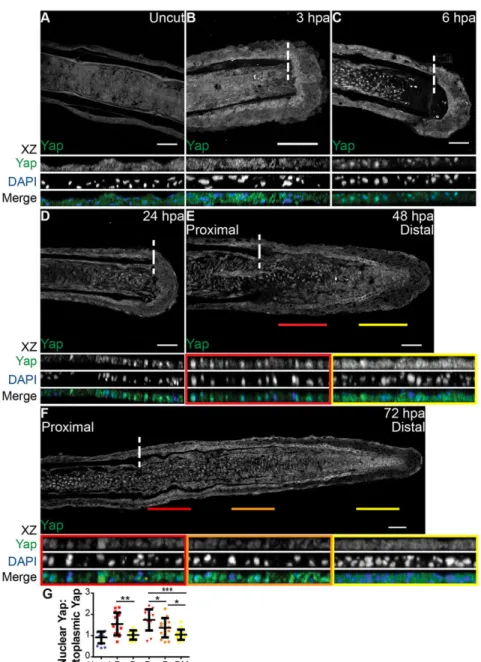 Fig. 1. Yap is present and highly dynamic during fin regeneration. (A-F) Representative immunostaining with anti-Yap in caudal fin longitudinal sections at several regenerative stages