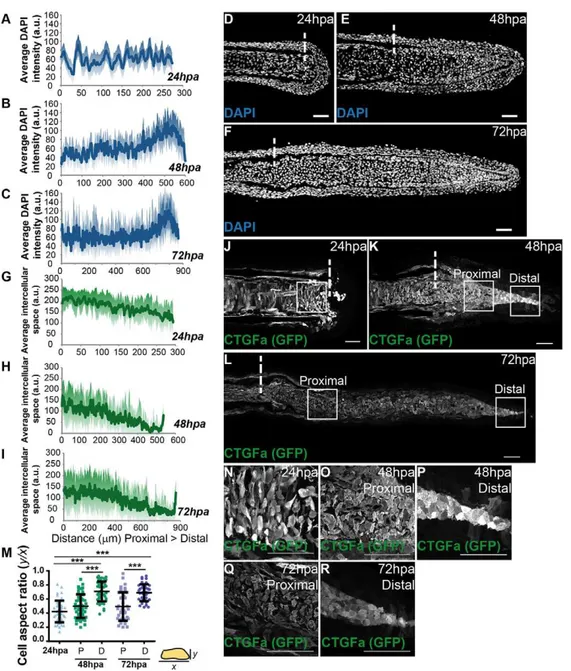 Fig. 4. Mesenchymal cell density and morphology are altered according to the regenerative stage.